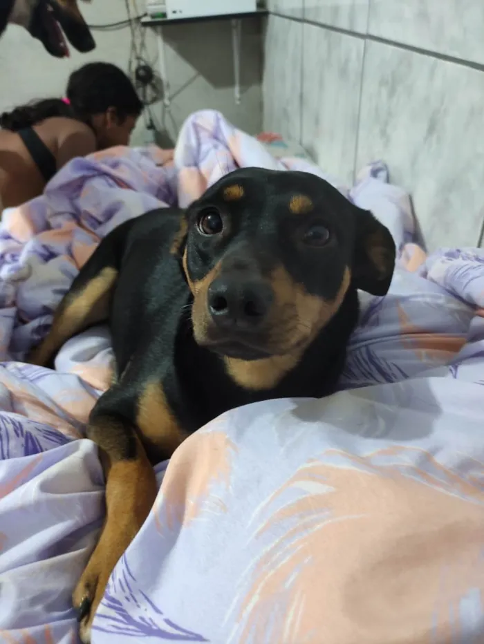 Cachorro ra a SRD-ViraLata idade 2 anos nome LAYLA