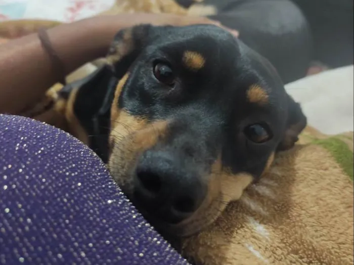 Cachorro ra a SRD-ViraLata idade 2 anos nome LAYLA