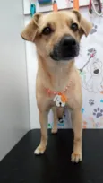 Lila