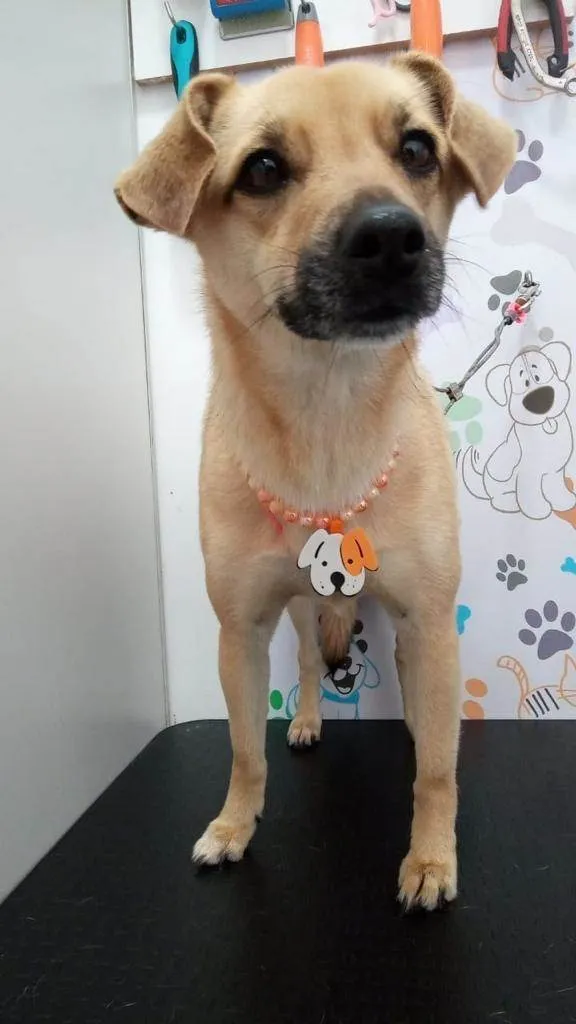 Cachorro ra a SRD-ViraLata idade 4 anos nome Lila