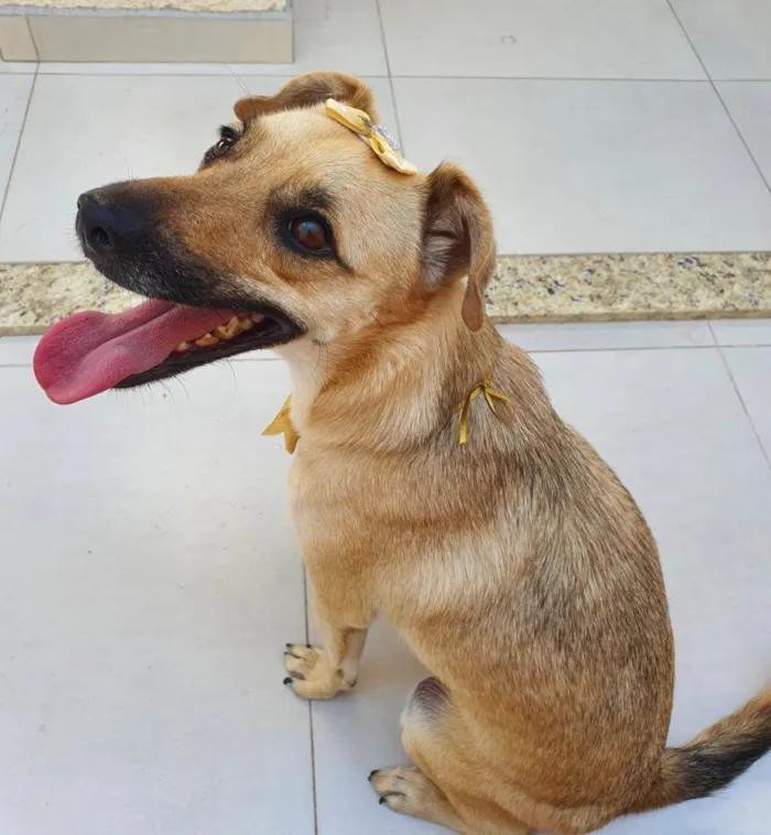 Cachorro ra a SRD-ViraLata idade 4 anos nome Lila