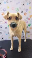 Lila