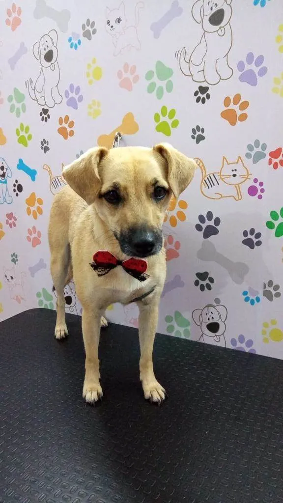 Cachorro ra a SRD-ViraLata idade 4 anos nome Lila