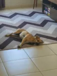 Lila