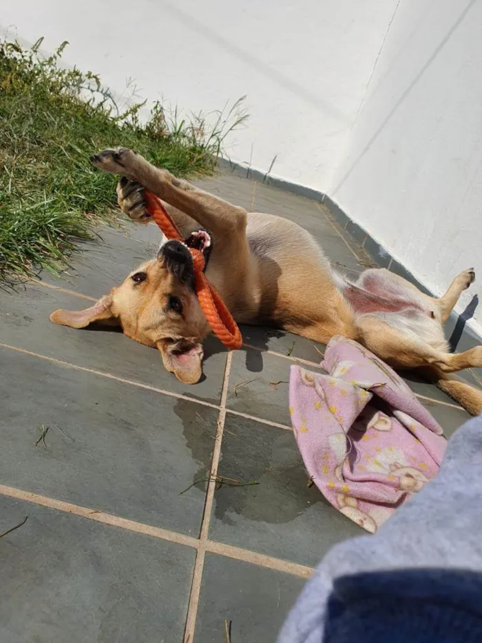 Cachorro ra a SRD-ViraLata idade 4 anos nome Lila