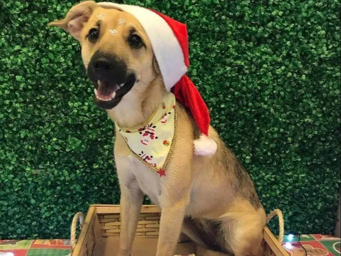 Cachorro ra a SRD-ViraLata idade 4 anos nome Lila