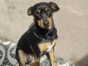 Cachorro raça SRD-ViraLata idade 2 anos nome LAYLA