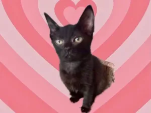 Gato raça SRD-ViraLata idade 2 a 6 meses nome Cacao bb2meses 