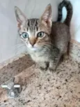 Gato raça SRD-ViraLata idade 2 a 6 meses nome Pietro bb2meses 