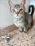Gato raça SRD-ViraLata idade 2 a 6 meses nome Pietro bb2meses 