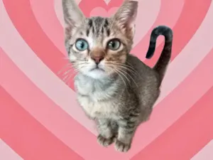 Gato raça SRD-ViraLata idade 2 a 6 meses nome Pietro bb2meses 