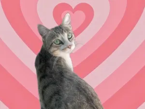 Gato raça SRD-ViraLata idade 2 a 6 meses nome Bubbi bb6meses 