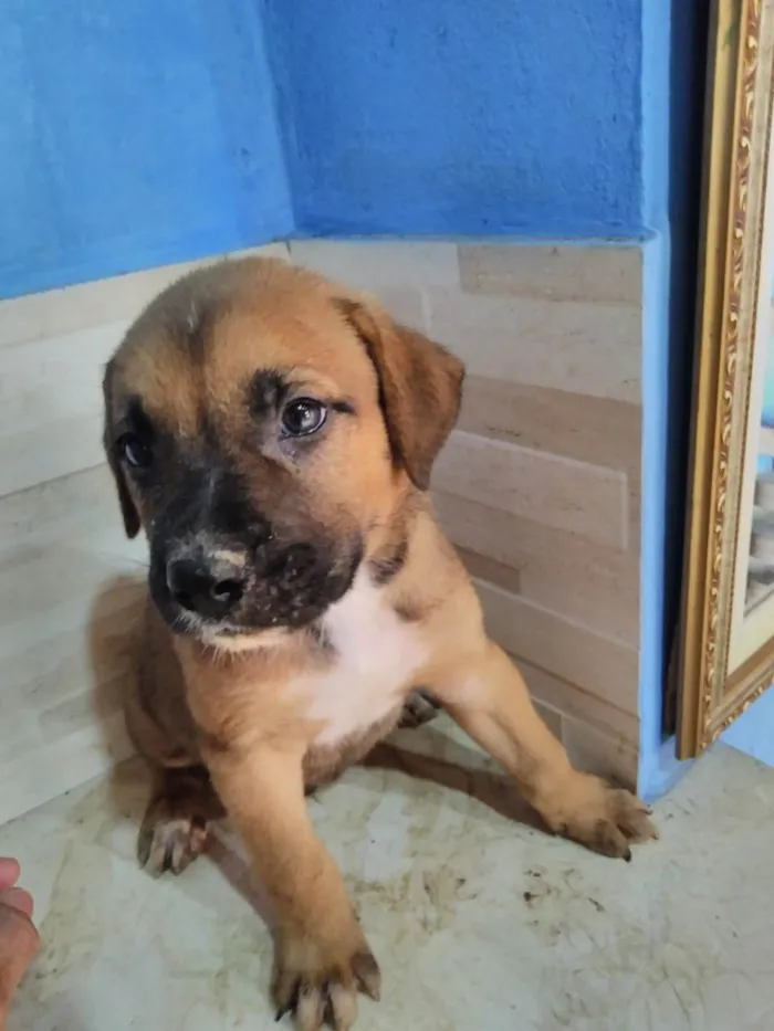 Cachorro ra a  idade Abaixo de 2 meses nome Diversos