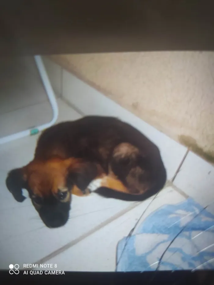 Cachorro ra a SRD-ViraLata idade Abaixo de 2 meses nome Luna e Bob