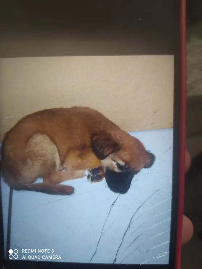 Cachorro ra a SRD-ViraLata idade Abaixo de 2 meses nome Luna e Bob