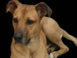 Cachorro raça SRD-ViraLata idade 2 anos nome Caramelo
