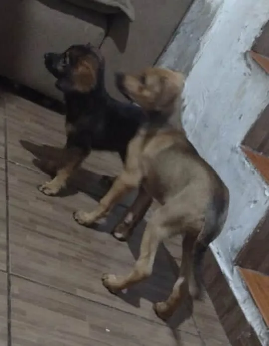 Cachorro raça SRD-ViraLata idade 2 a 6 meses nome sem nome 