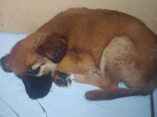 Cachorro ra a SRD-ViraLata idade Abaixo de 2 meses nome Luna e Bob