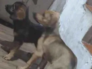 Cachorro raça SRD-ViraLata idade 2 a 6 meses nome sem nome 