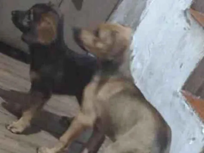 Cachorro raça SRD-ViraLata idade 2 a 6 meses nome sem nome 