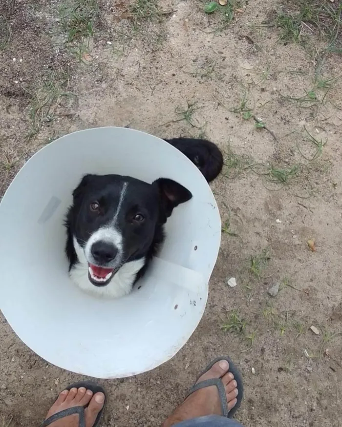 Cachorro ra a Border colier  idade 7 a 11 meses nome Tônico 