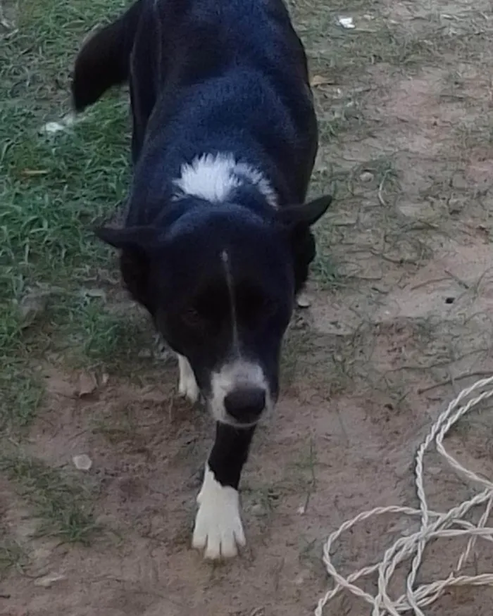 Cachorro ra a Border colier  idade 7 a 11 meses nome Tônico 