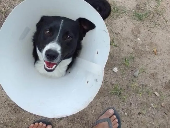 Cachorro ra a Border colier  idade 7 a 11 meses nome Tônico 