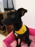 Nala
