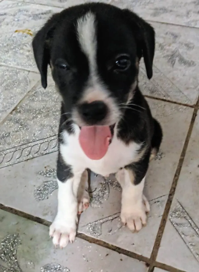 Cachorro ra a Peduro idade 2 a 6 meses nome Sem nomes