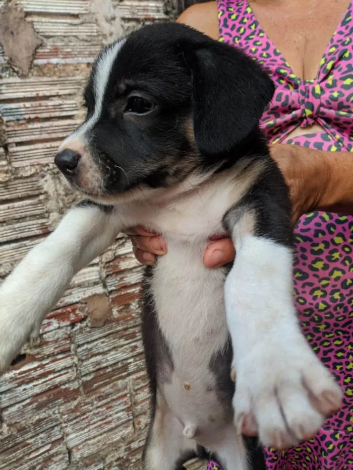 Cachorro ra a Peduro idade 2 a 6 meses nome Sem nomes
