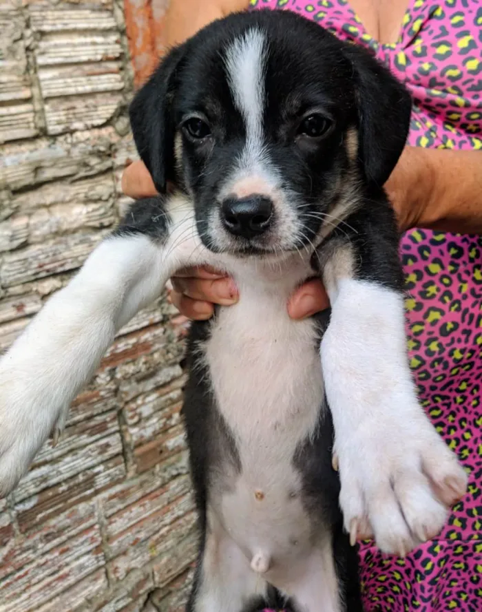 Cachorro ra a Peduro idade 2 a 6 meses nome Sem nomes
