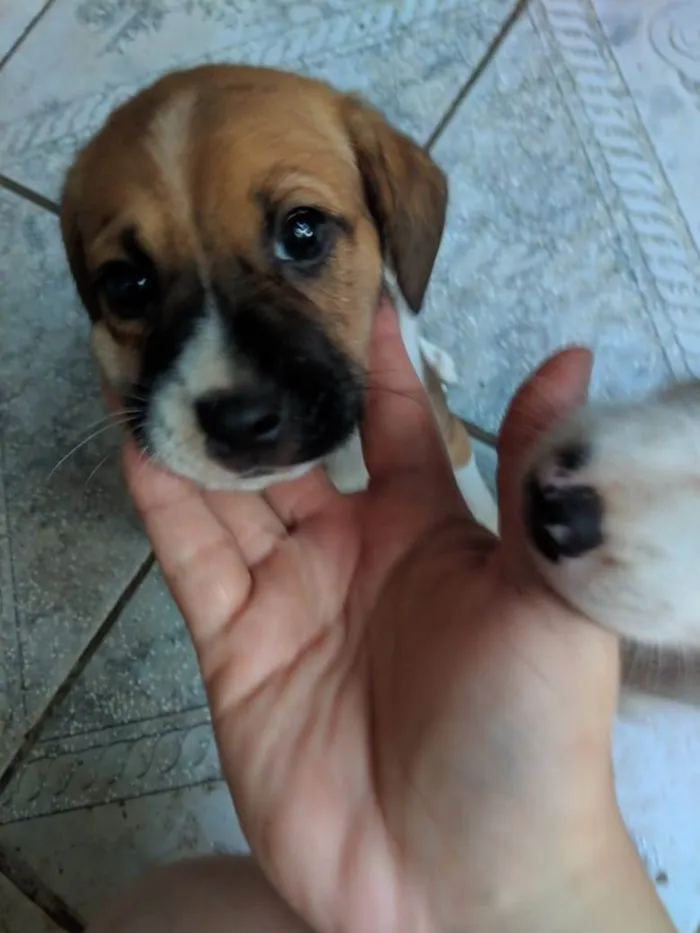 Cachorro ra a Peduro idade 2 a 6 meses nome Sem nomes