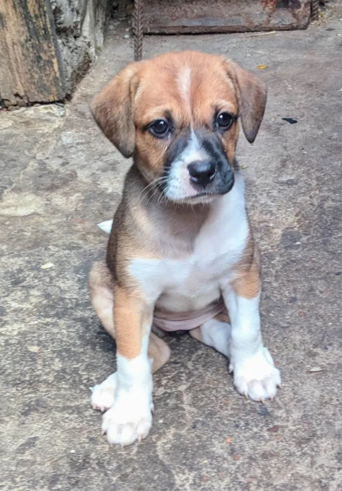 Cachorro ra a Peduro idade 2 a 6 meses nome Sem nomes