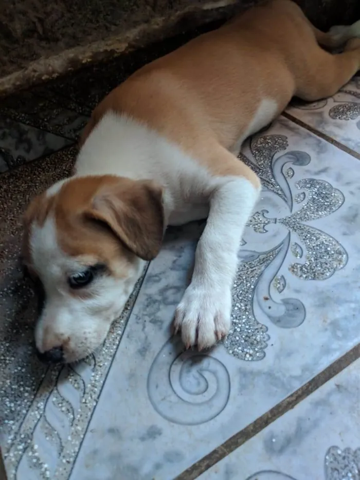 Cachorro ra a Peduro idade 2 a 6 meses nome Sem nomes