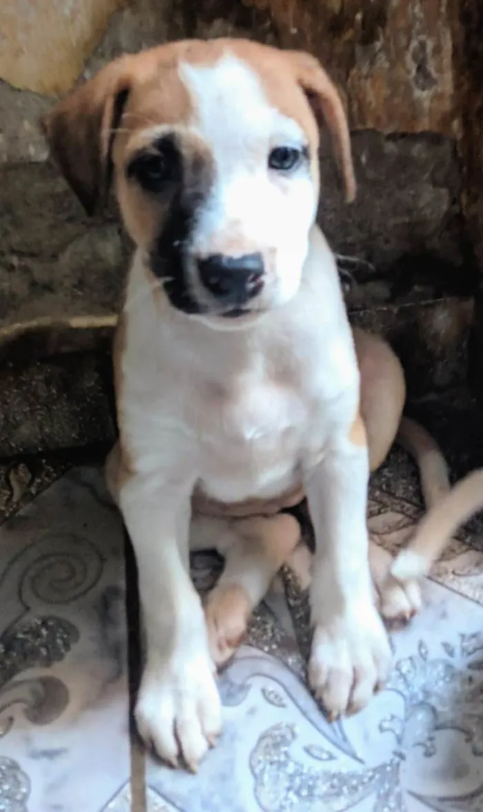 Cachorro ra a Peduro idade 2 a 6 meses nome Sem nomes