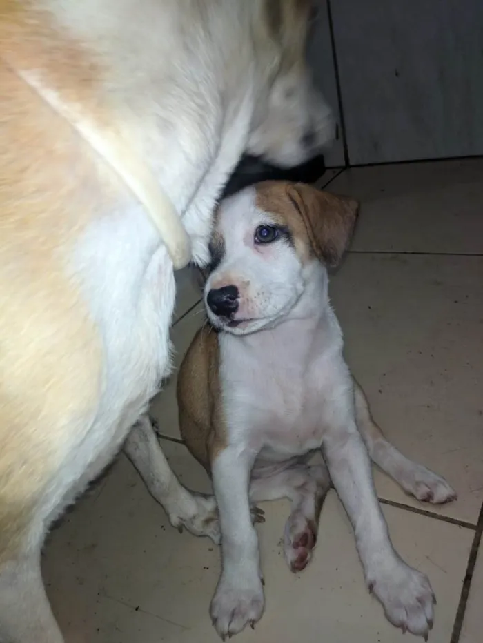 Cachorro ra a Peduro idade 2 a 6 meses nome Sem nomes