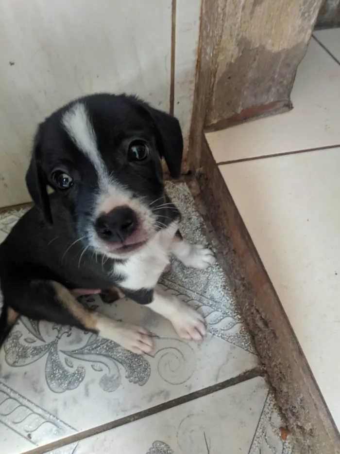 Cachorro ra a Peduro idade 2 a 6 meses nome Sem nomes