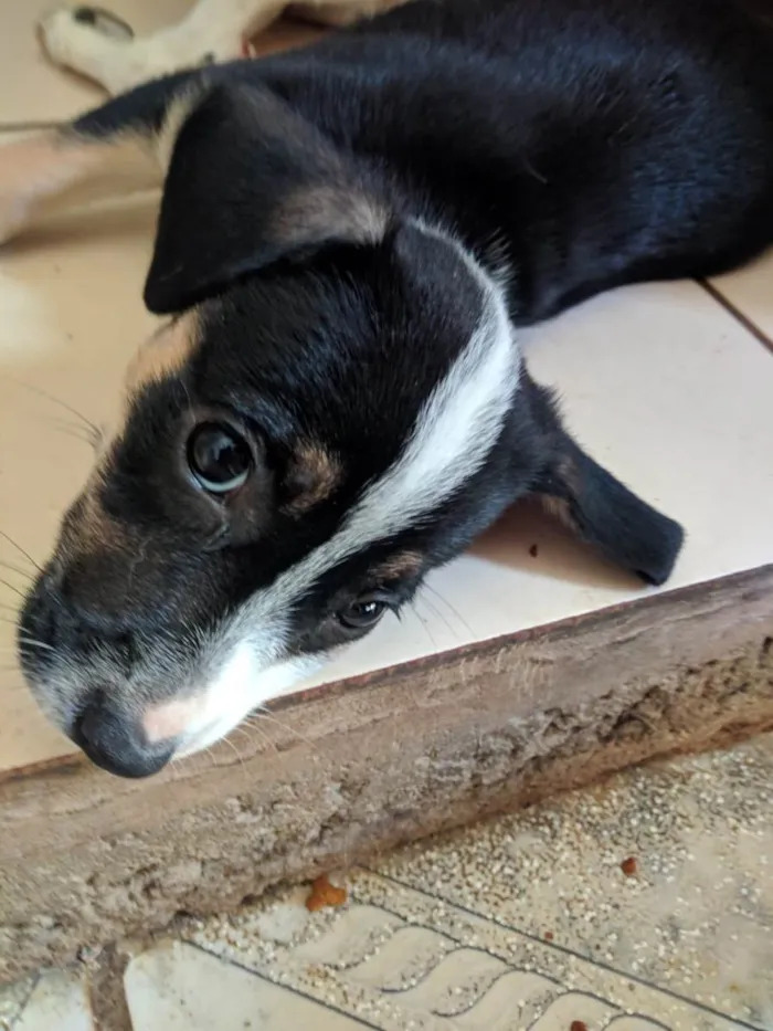 Cachorro ra a Peduro idade 2 a 6 meses nome Sem nomes