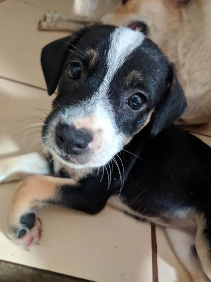 Cachorro ra a Peduro idade 2 a 6 meses nome Sem nomes