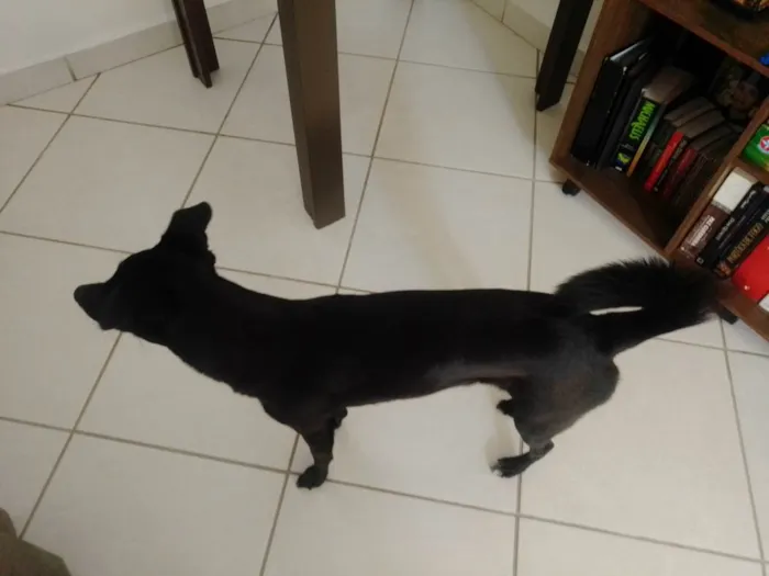 Cachorro ra a SRD-ViraLata idade 3 anos nome Nala