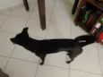 Nala