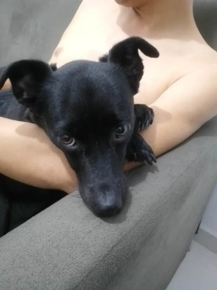 Cachorro ra a SRD-ViraLata idade 3 anos nome Nala