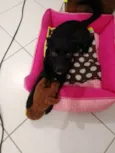 Nala