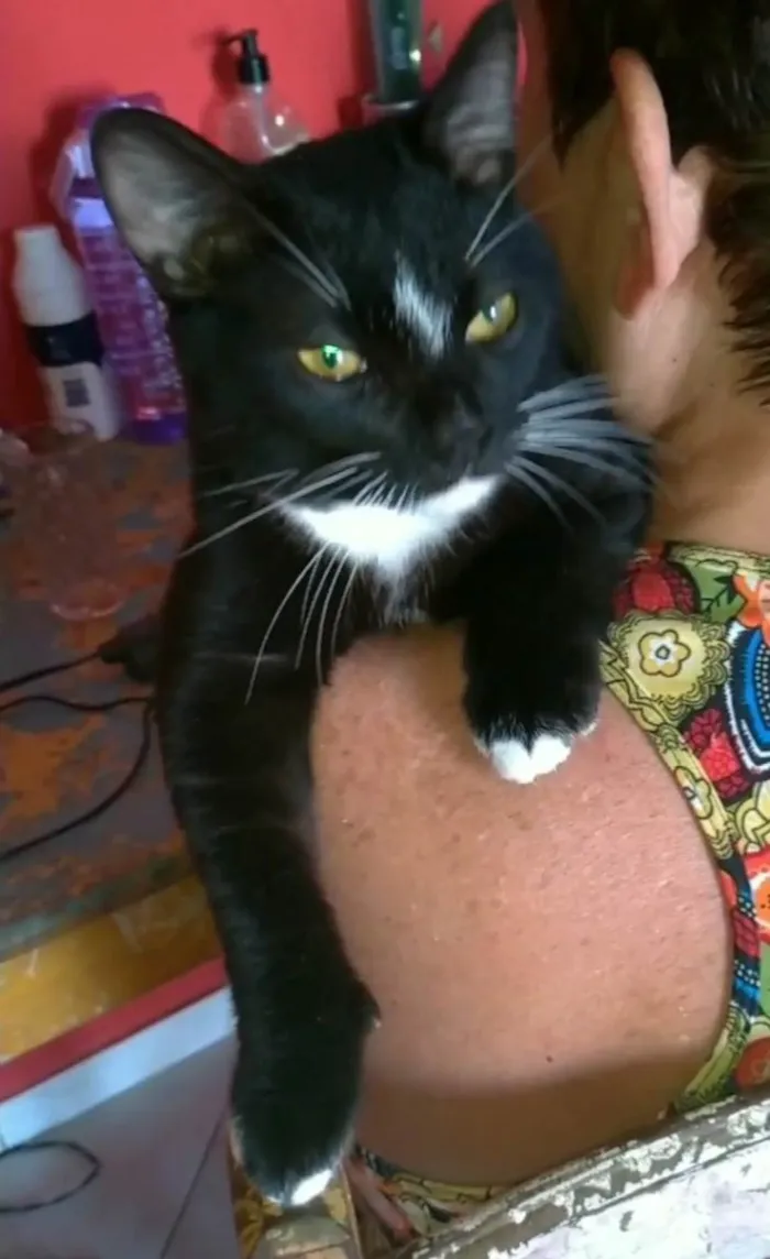 Gato ra a srd frajolinha  idade 7 a 11 meses nome DARIN