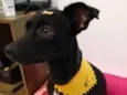 Nala