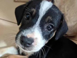 Cachorro raça Peduro idade 2 a 6 meses nome Sem nomes