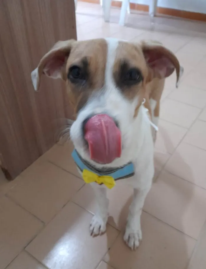 Cachorro ra a SRD-ViraLata idade 2 a 6 meses nome Bill