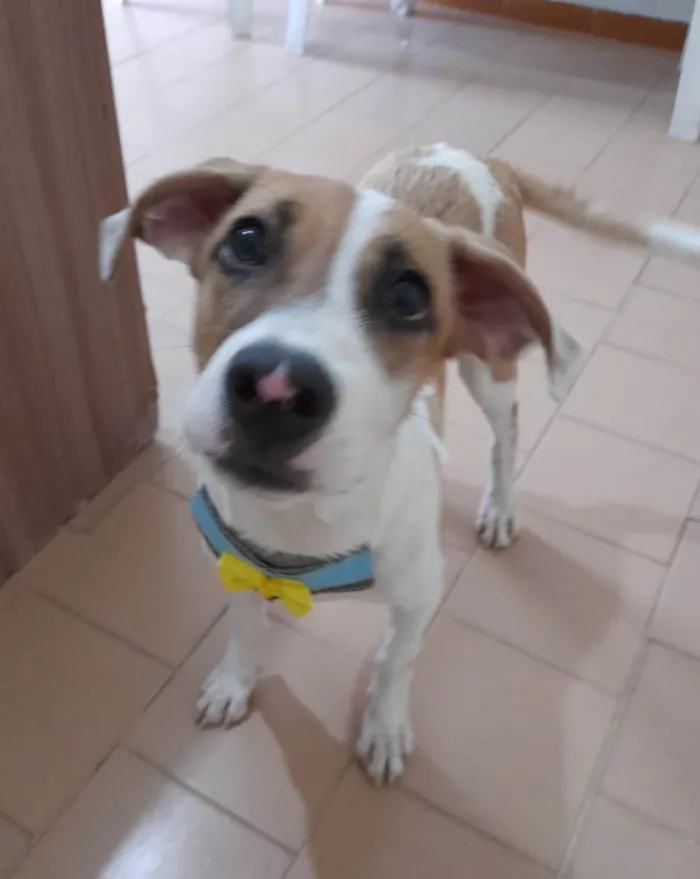 Cachorro ra a SRD-ViraLata idade 2 a 6 meses nome Bill