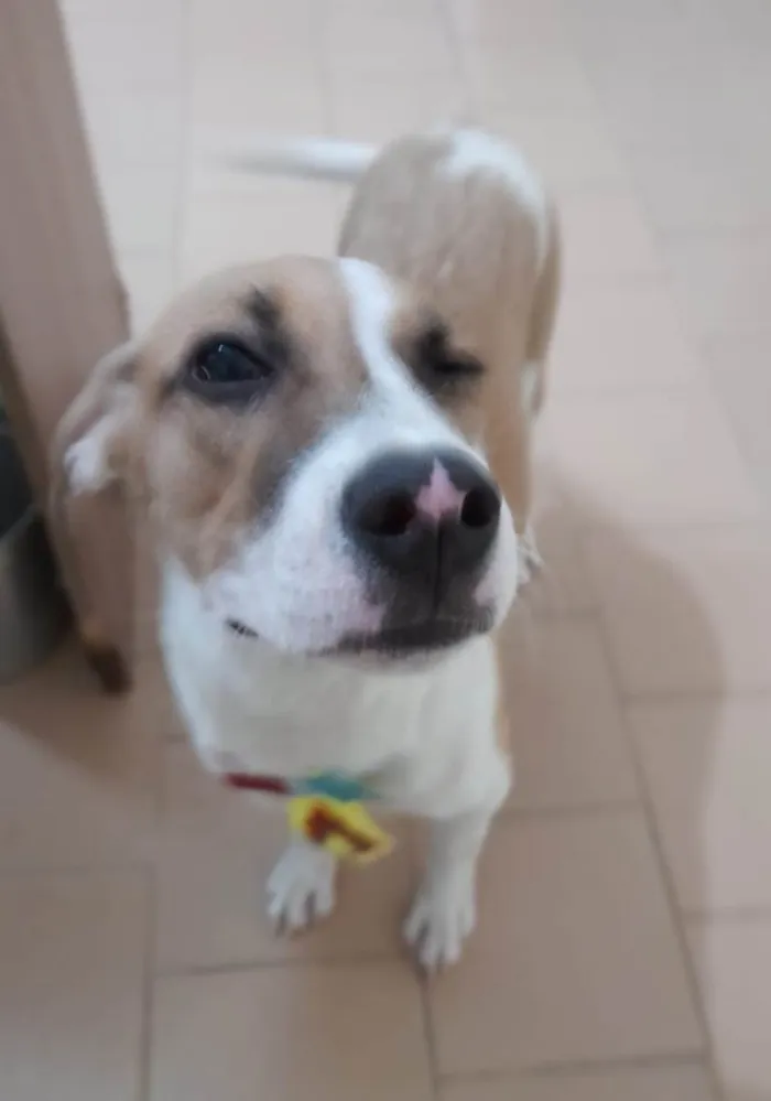 Cachorro ra a SRD-ViraLata idade 2 a 6 meses nome Bill