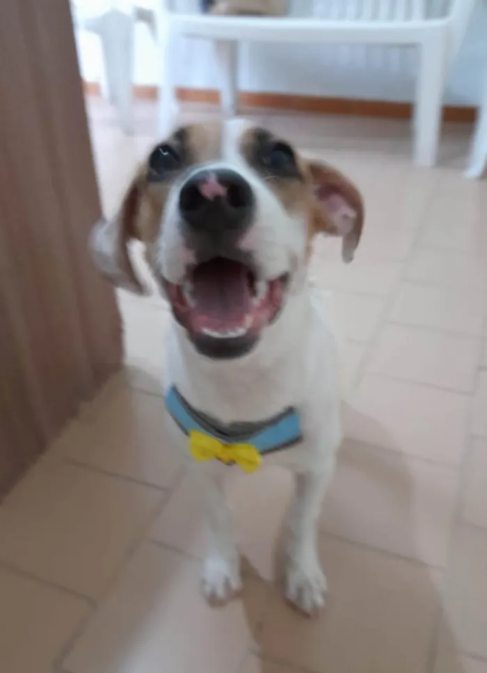 Cachorro ra a SRD-ViraLata idade 2 a 6 meses nome Bill